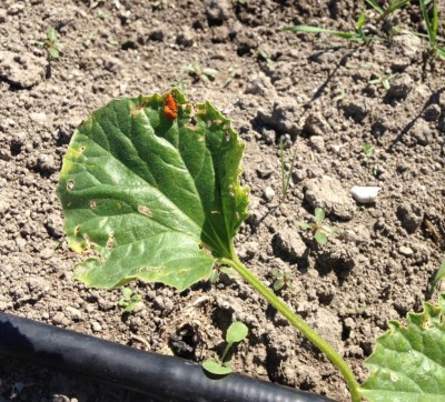 Chrysomelidae: Aulacophora foveicollis su melone: